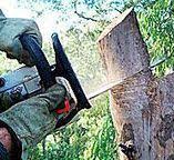 Best Tree and Shrub Care  in Bedminster, NJ