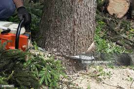  Bedminster, NJ Tree Removal Pros