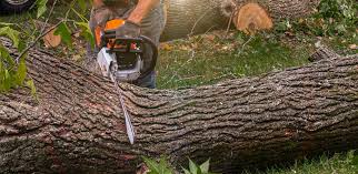 Best Tree Health Inspection  in Bedminster, NJ