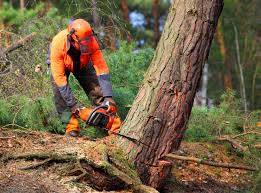 Best Lawn Maintenance Plans  in Bedminster, NJ