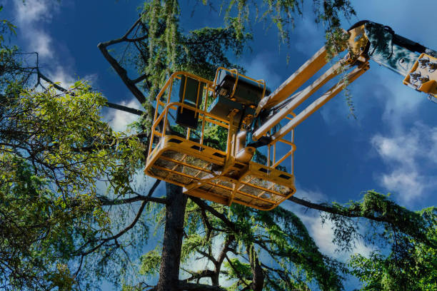 Trusted Bedminster, NJ Tree Removal Experts