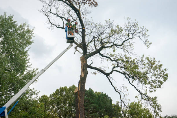 Best Tree Cabling and Bracing  in Bedminster, NJ