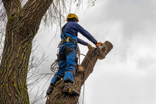 Best Aeration Services  in Bedminster, NJ